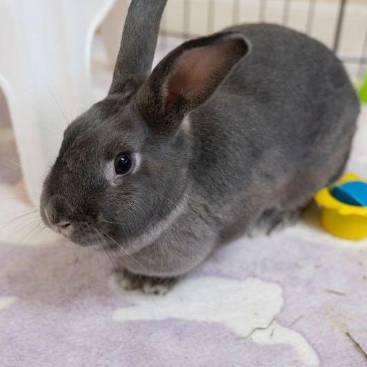 Enlarge Maru, a Adoptable American in Richmond, CA image 6/6