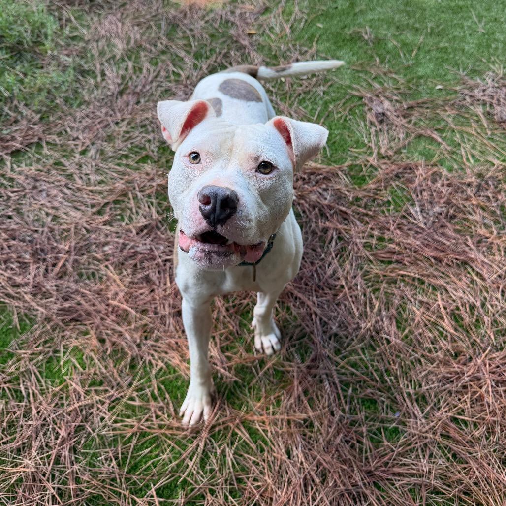 Cooper 2498, Adoptable, Adult Male Mixed Breed.