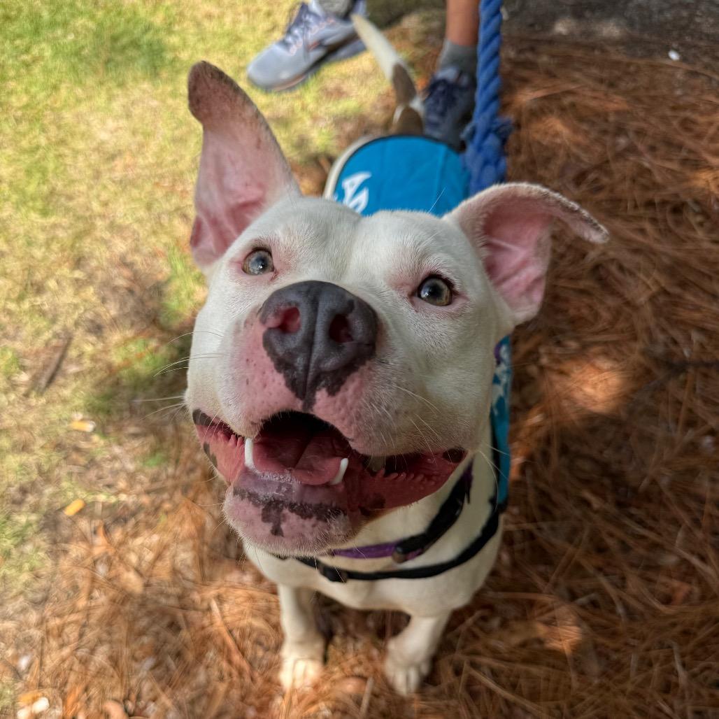 Enlarge Cooper 2498, a Adoptable Mixed Breed in Hamilton, GA image 1/6