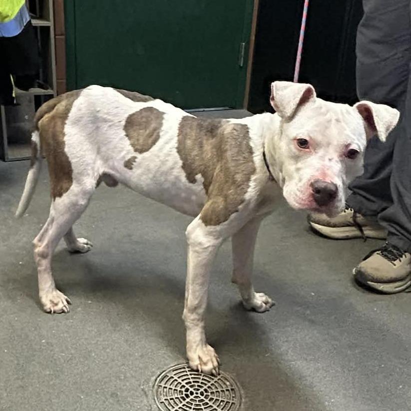 Cooper 2498, Adoptable, Adult Male Mixed Breed.