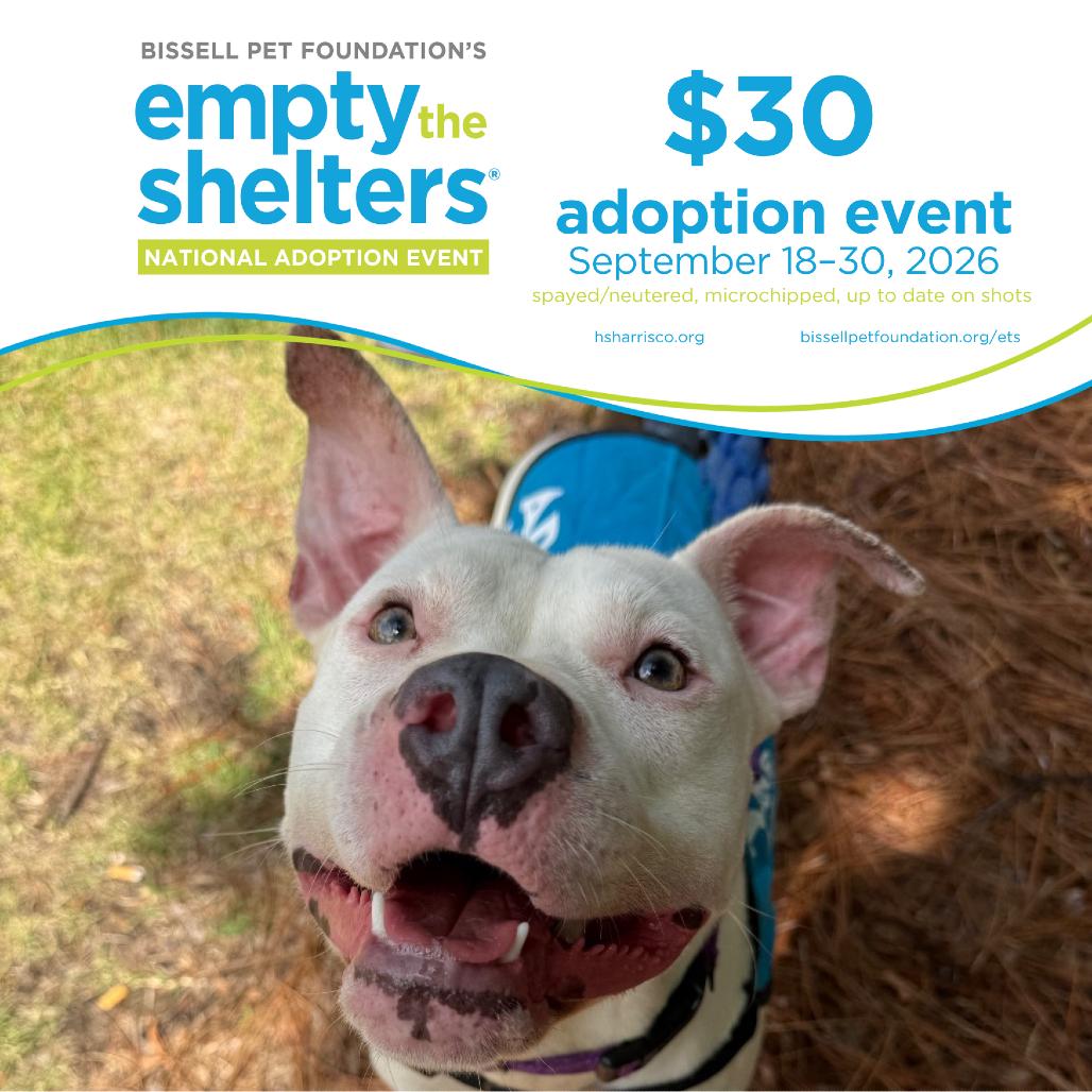 Enlarge Cooper 2498, a Adoptable Mixed Breed in Hamilton, GA image 2/6