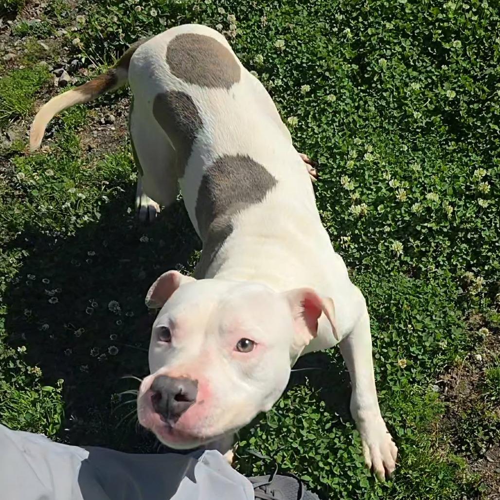 Enlarge Cooper 2498, a Adoptable Mixed Breed in Hamilton, GA image 3/6
