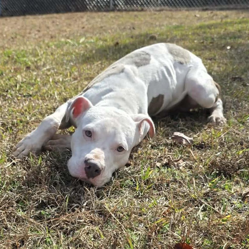 Enlarge Cooper 2498, a Adoptable Mixed Breed in Hamilton, GA image 4/6