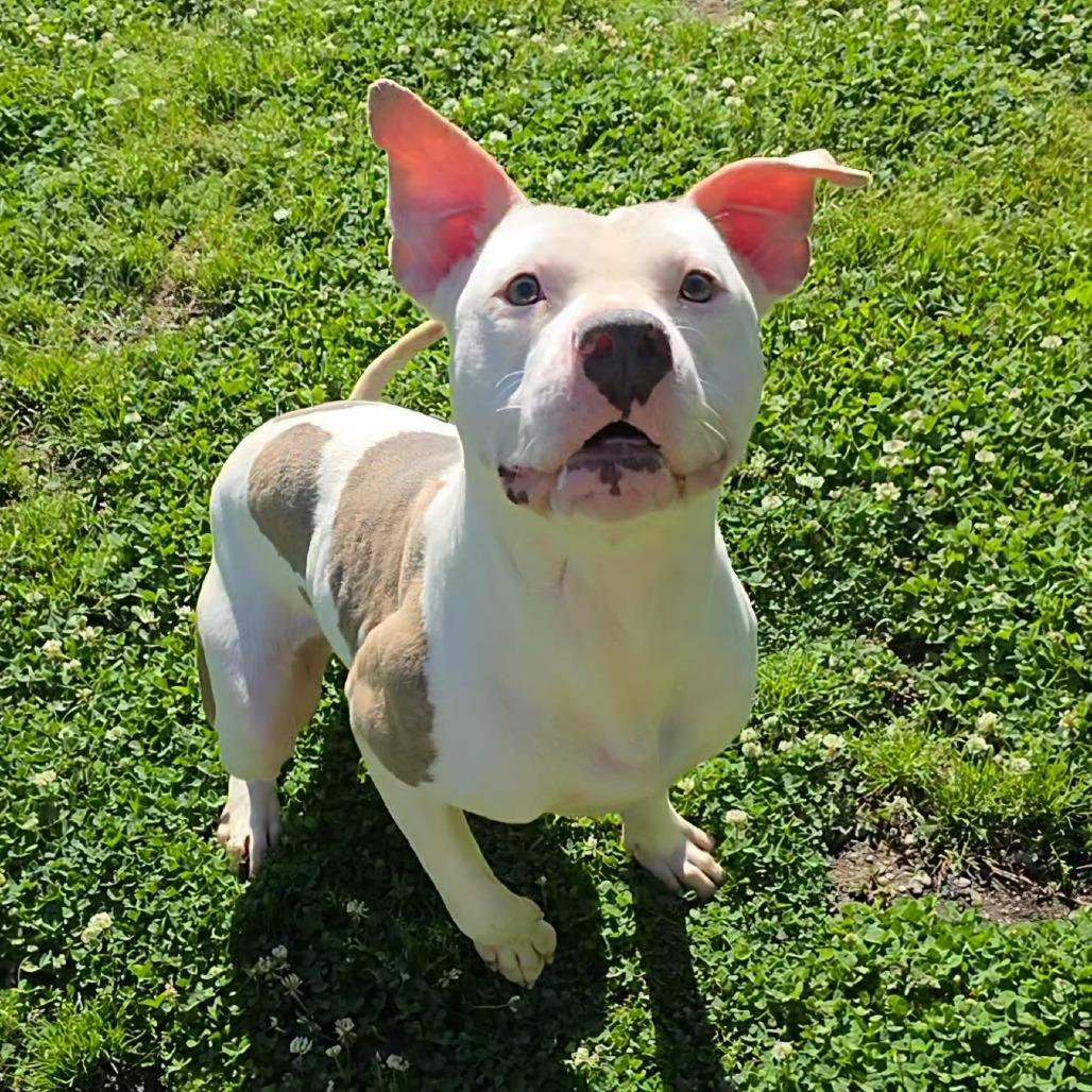 Enlarge Cooper 2498, a Adoptable Mixed Breed in Hamilton, GA image 5/6