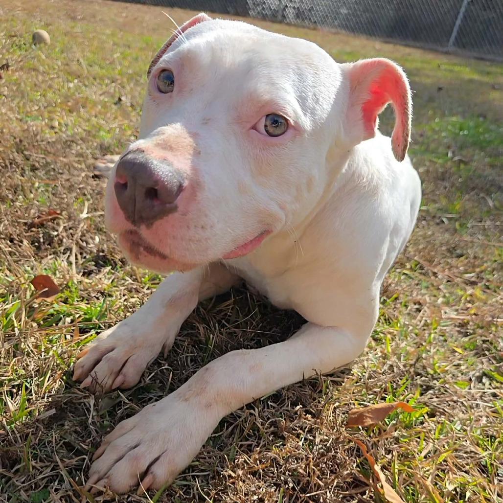 Enlarge Cooper 2498, a Adoptable Mixed Breed in Hamilton, GA image 6/6