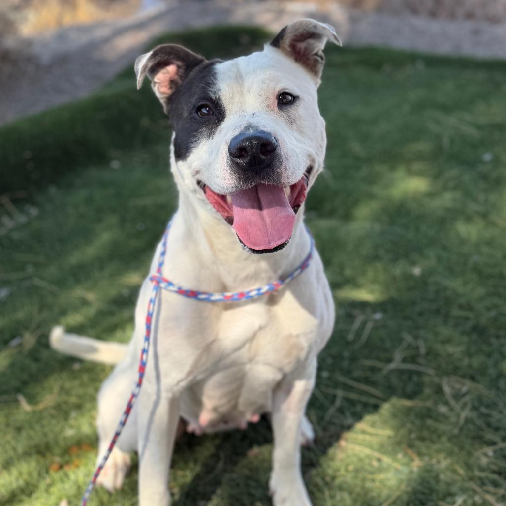 Enlarge Petey, a Adoptable mixed breed in Bullhead City, AZ image 2/4