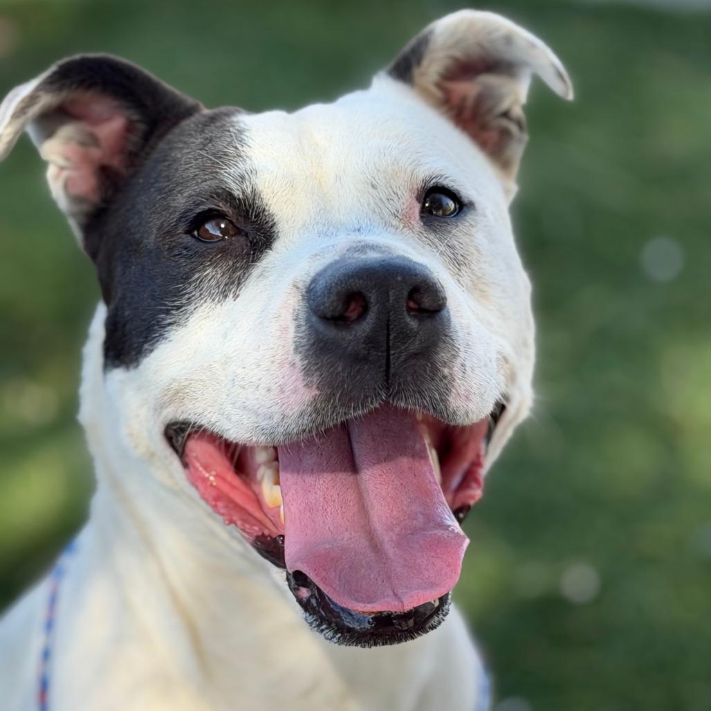 Enlarge Petey, a Adoptable mixed breed in Bullhead City, AZ image 3/4