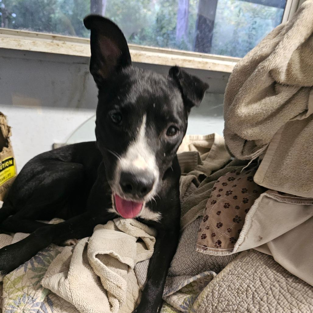 Enlarge Tippy, a Adoptable Border Collie in Melrose, FL image 1/1