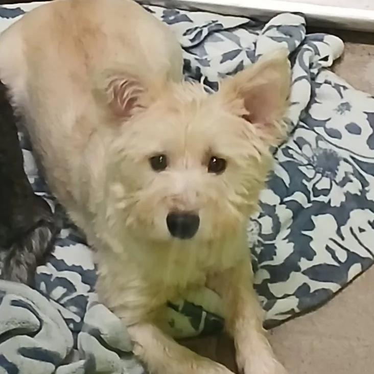 Enlarge Jinx, a Adoptable mixed breed in Washougal, WA image 1/1