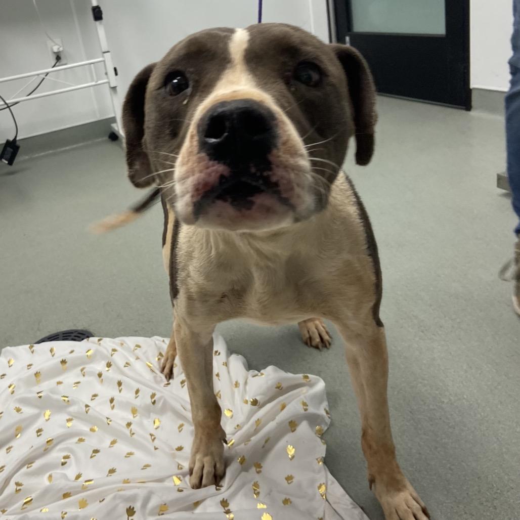 Blue, Adoptable, Adult Male Pit Bull Terrier.