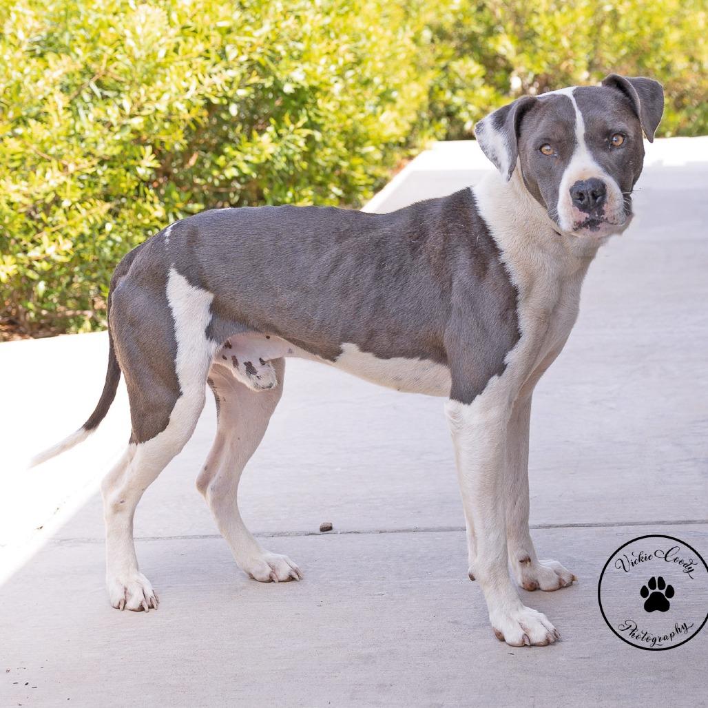 Blue, a Adoptable Pit Bull Terrier in Abilene, TX image 2/6