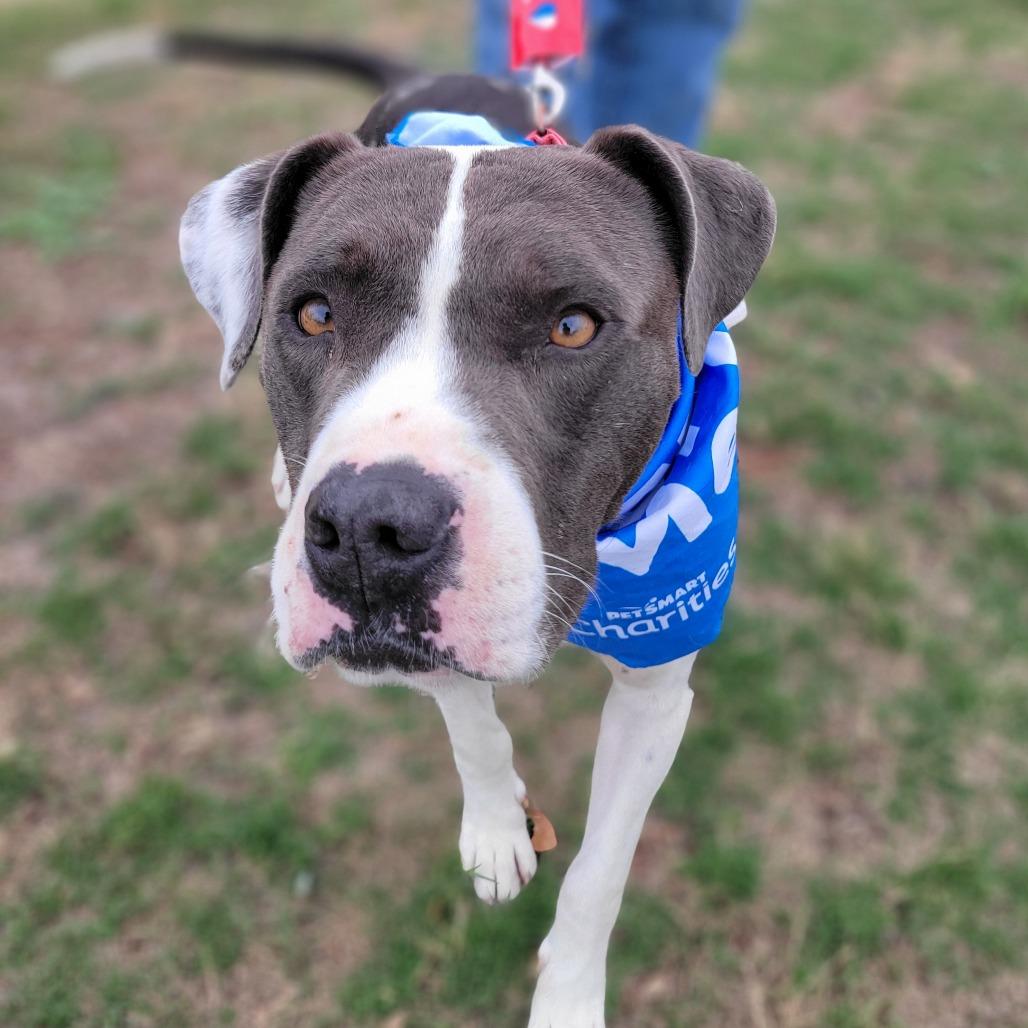 Blue, a Adoptable Pit Bull Terrier in Abilene, TX image 3/6