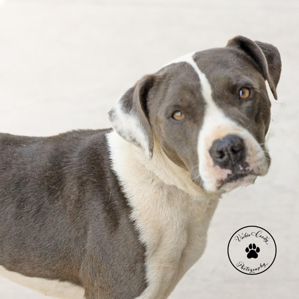 Blue, a Adoptable Pit Bull Terrier in Abilene, TX image 4/6