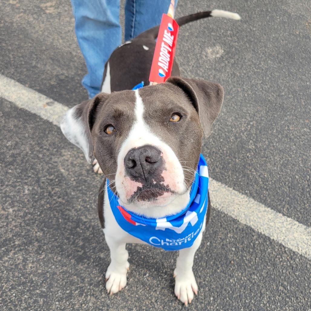 Blue, a Adoptable Pit Bull Terrier in Abilene, TX image 5/6