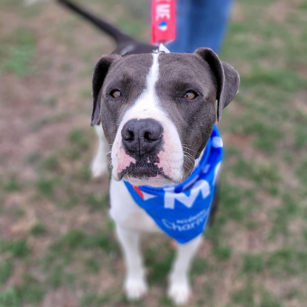 Blue, a Adoptable Pit Bull Terrier in Abilene, TX image 6/6