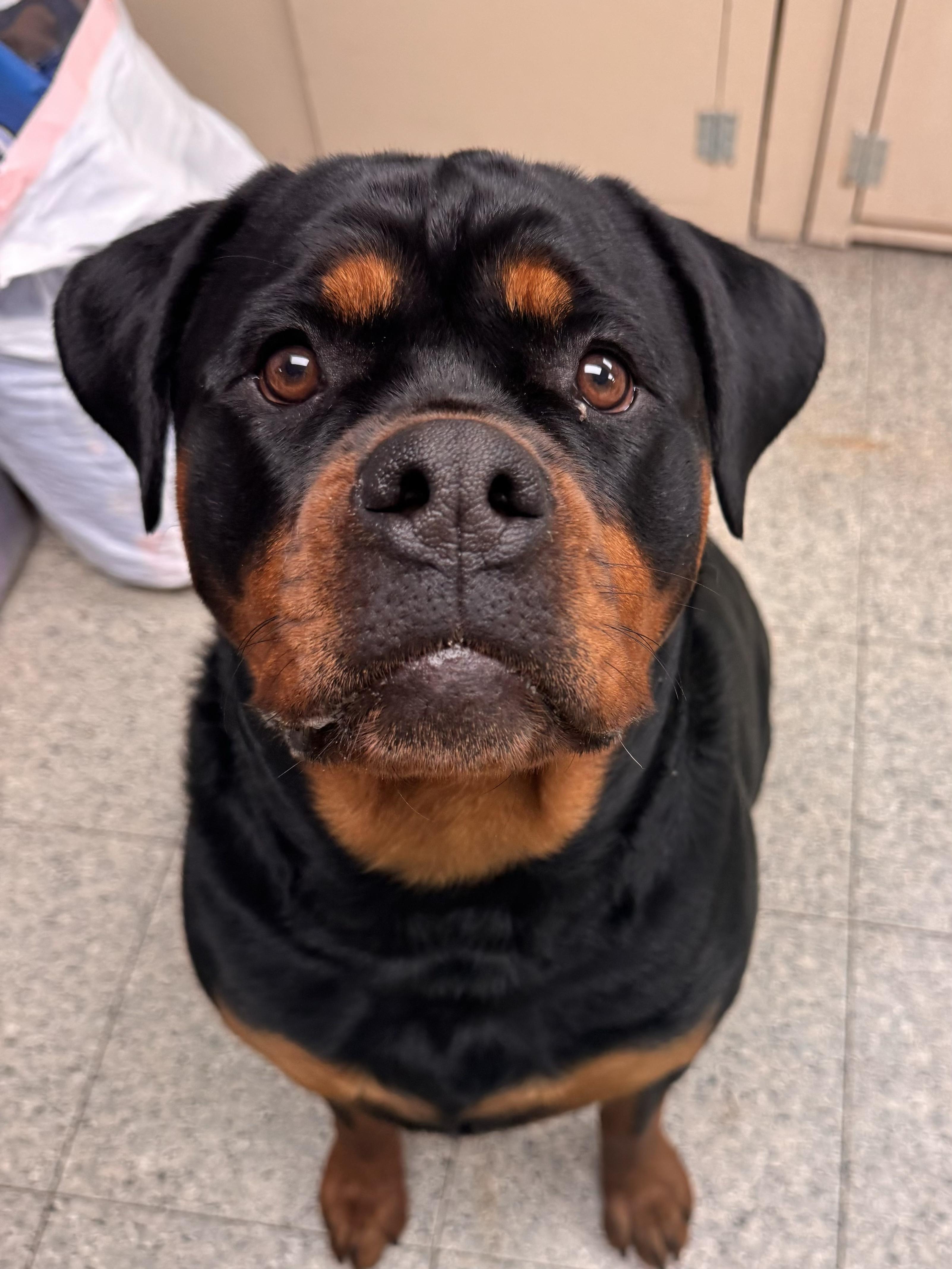 Thelda, adopted, Young Female Rottweiler.