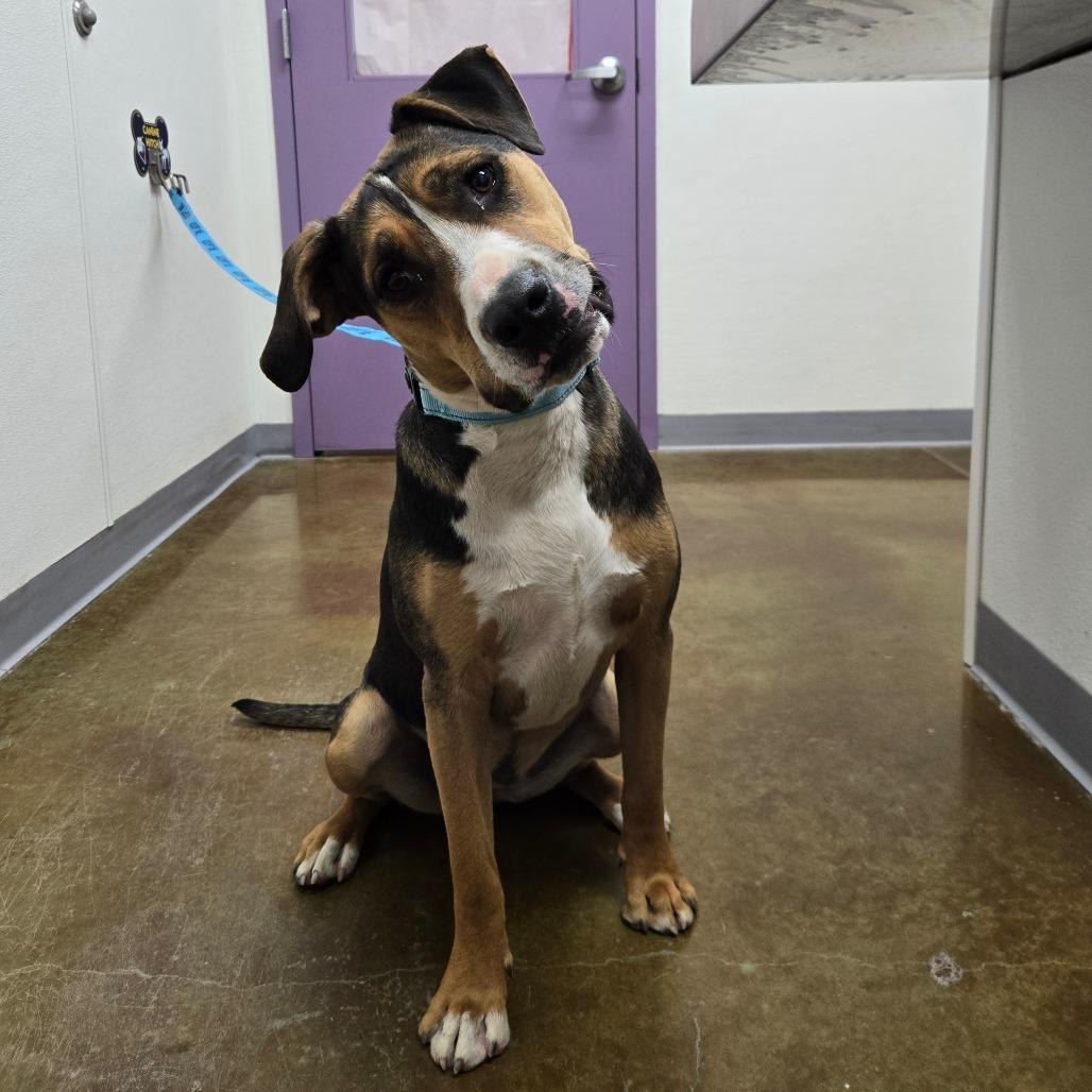Andromeda, Adoptable, Young Female Cattle Dog & Mixed Breed.