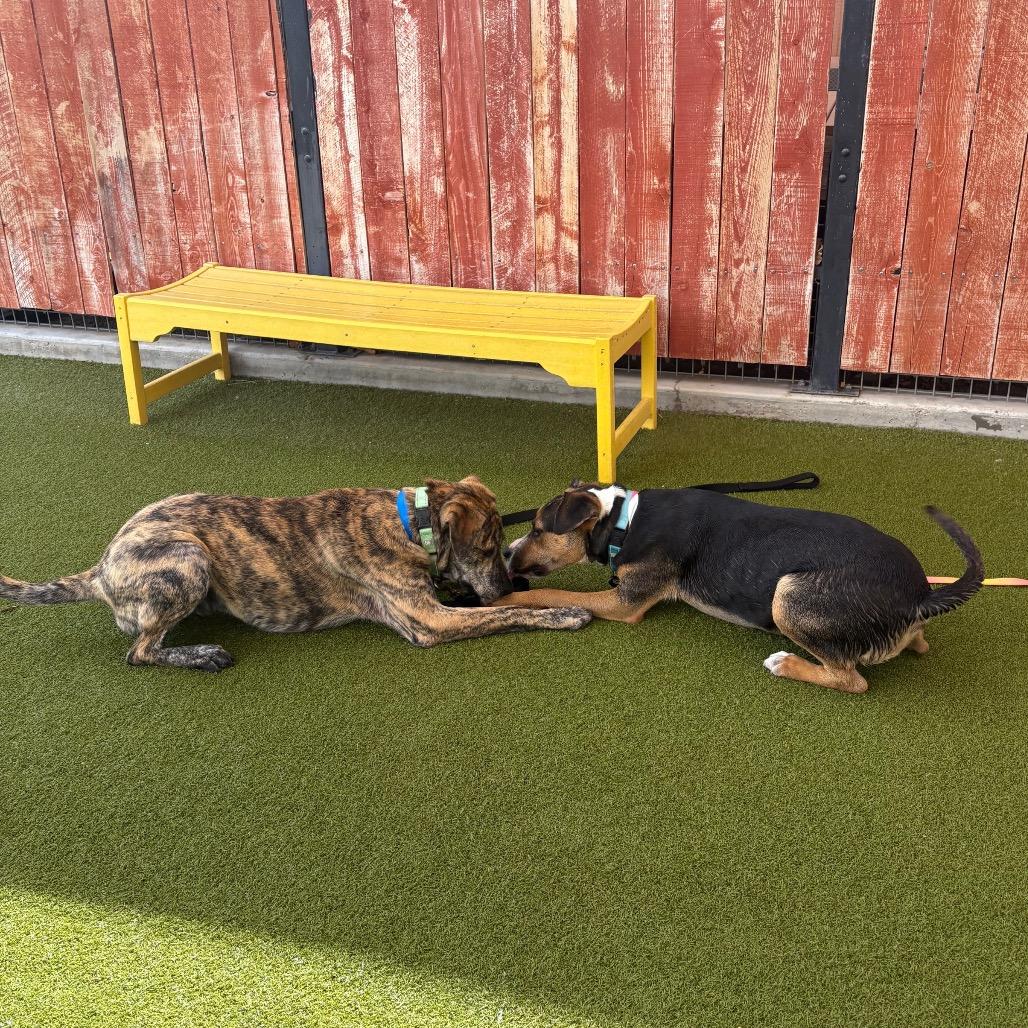 Enlarge Andromeda, a Adoptable mixed breed in Albuquerque, NM image 2/6