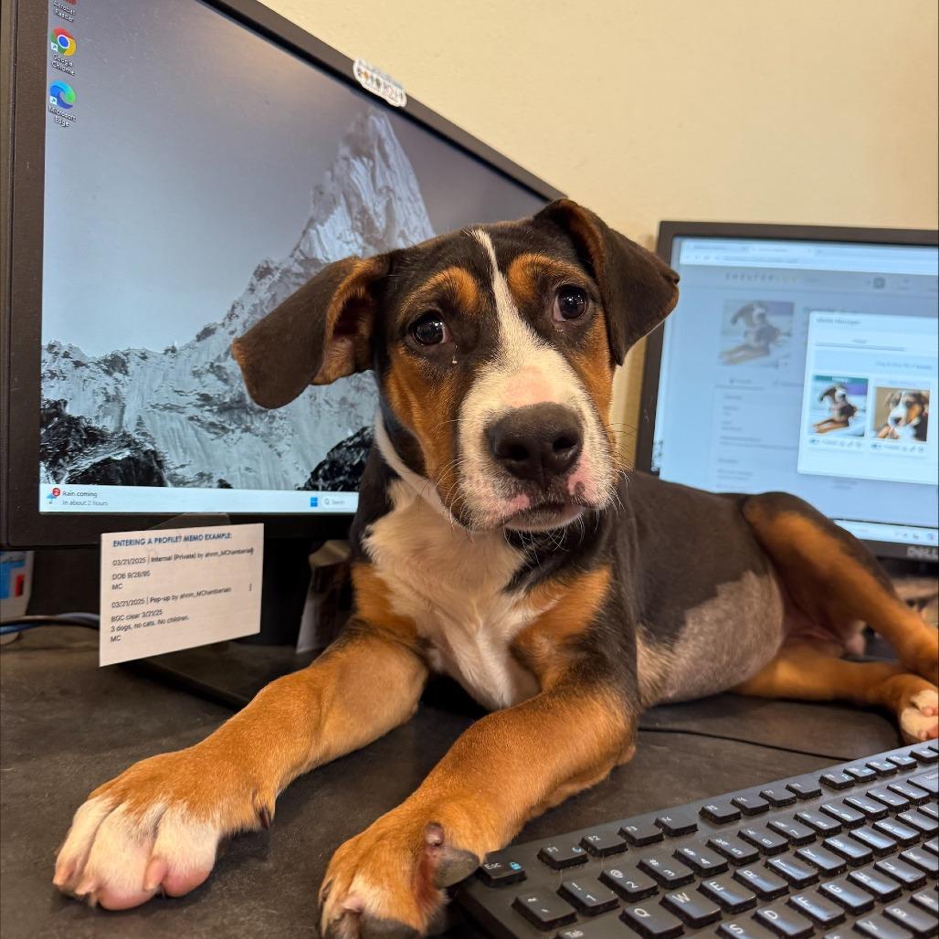Enlarge Andromeda, a Adoptable mixed breed in Albuquerque, NM image 3/6