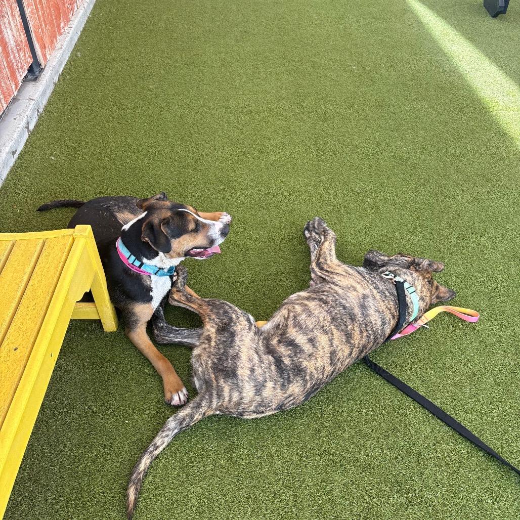 Enlarge Andromeda, a Adoptable mixed breed in Albuquerque, NM image 4/6