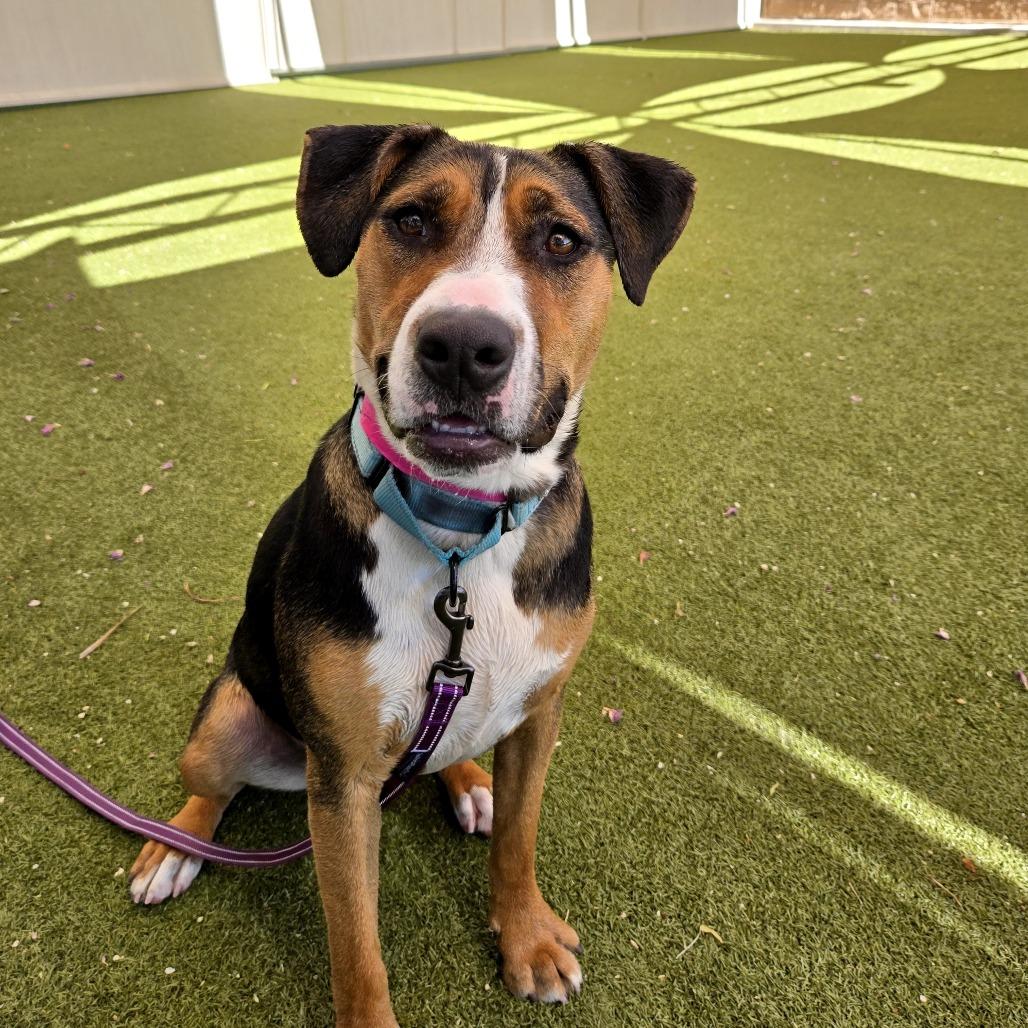 Enlarge Andromeda, a Adoptable mixed breed in Albuquerque, NM image 5/6