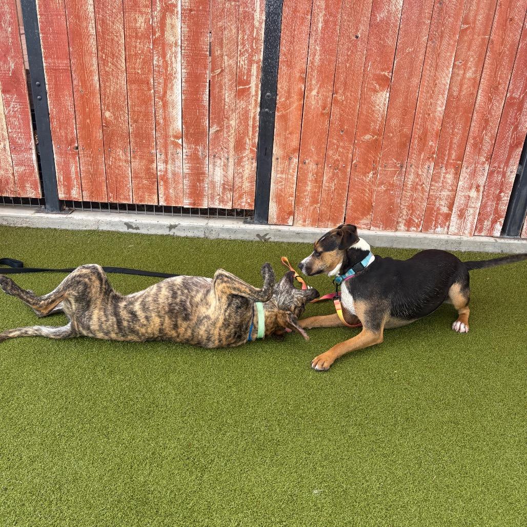 Enlarge Andromeda, a Adoptable mixed breed in Albuquerque, NM image 6/6