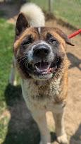 Tucker, Adult Male unknown