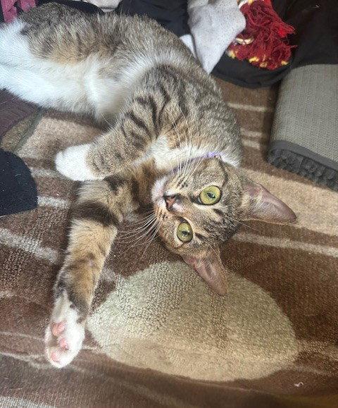 Enlarge Marie Osmond, a Adopted Tabby in Magnolia Springs, AL image 1/3