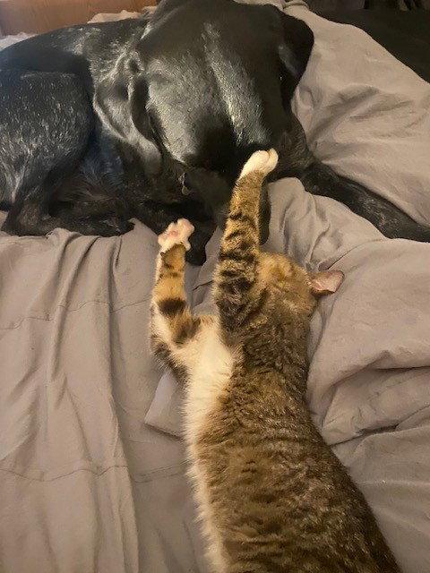 Enlarge Marie Osmond, a Adopted Tabby in Magnolia Springs, AL image 2/3