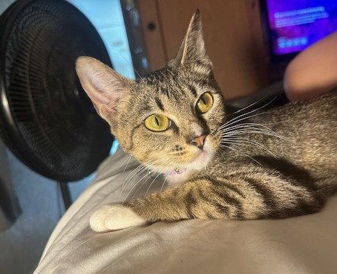 Enlarge Marie Osmond, a Adopted Tabby in Magnolia Springs, AL image 3/3