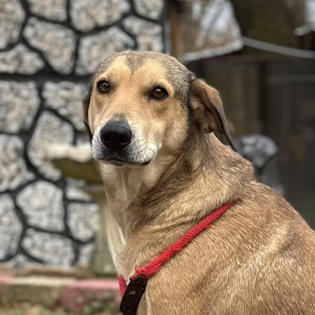 MOODONNA, a Adoptable mixed breed in NEWTOWN, PA image 1/3