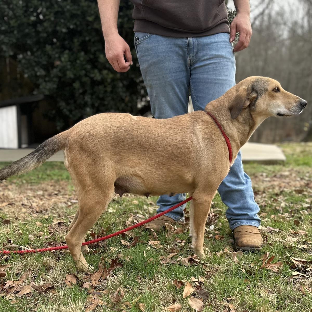 MOODONNA, a Adoptable mixed breed in NEWTOWN, PA image 2/3