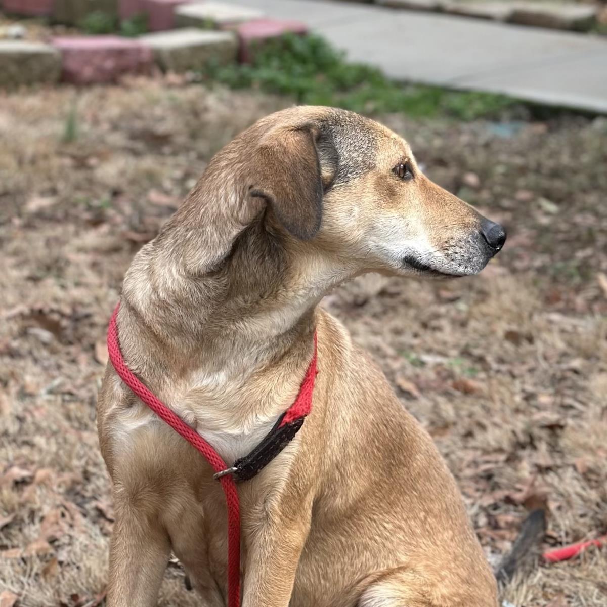 MOODONNA, a Adoptable mixed breed in NEWTOWN, PA image 3/3