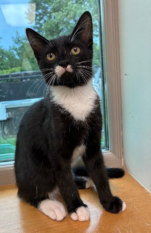 Enlarge Pumpernickel, a Adoptable Domestic Short Hair in Disputanta, VA image 1/1