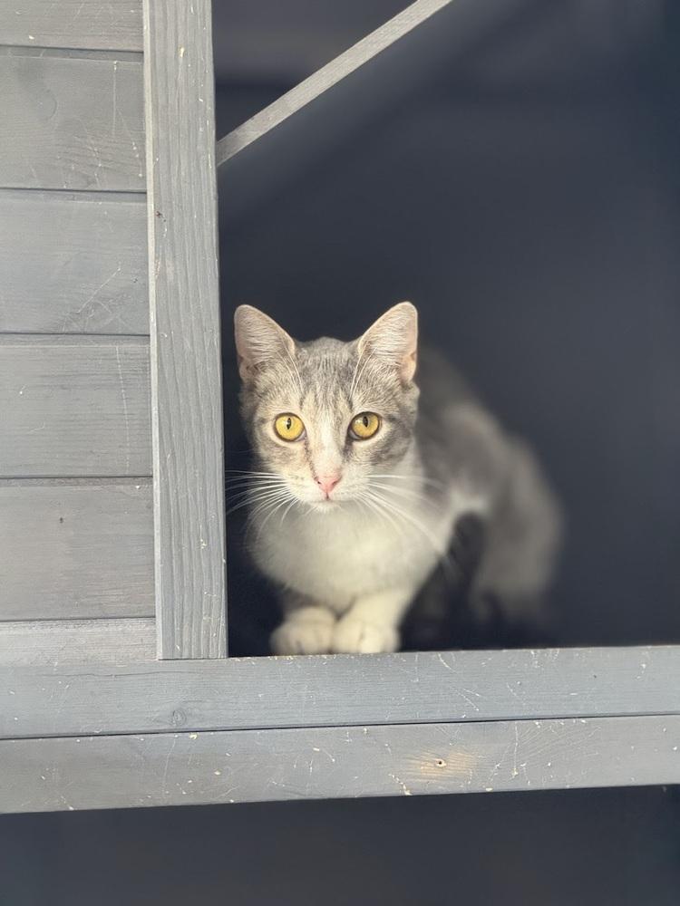 Astrid, Adoptable, Young Female Domestic Short Hair.