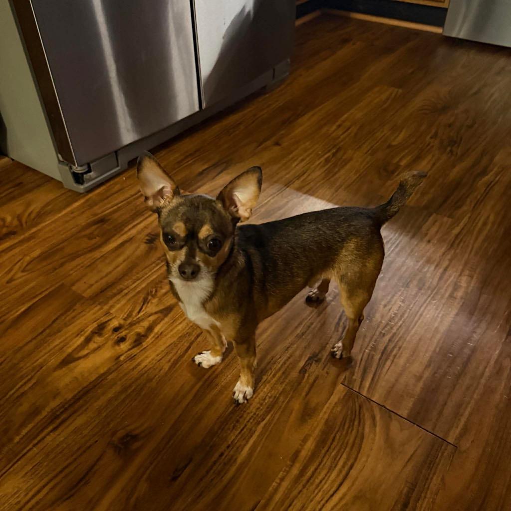 Enlarge Finn, a Adoptable Chihuahua in Valparaiso, IN image 1/1