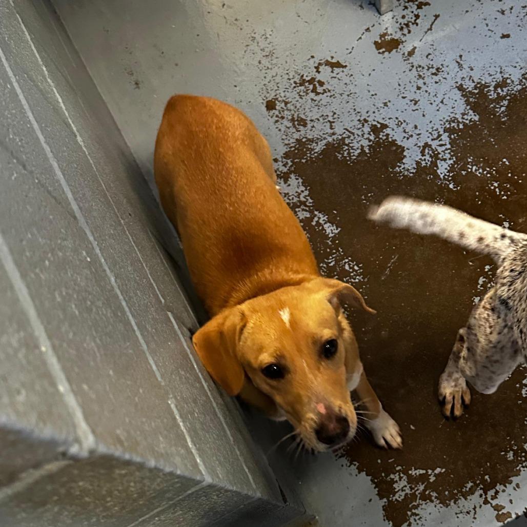 Enlarge Amy Whinehouse, a Adoptable Mixed Breed in Gadsden, AL image 1/1