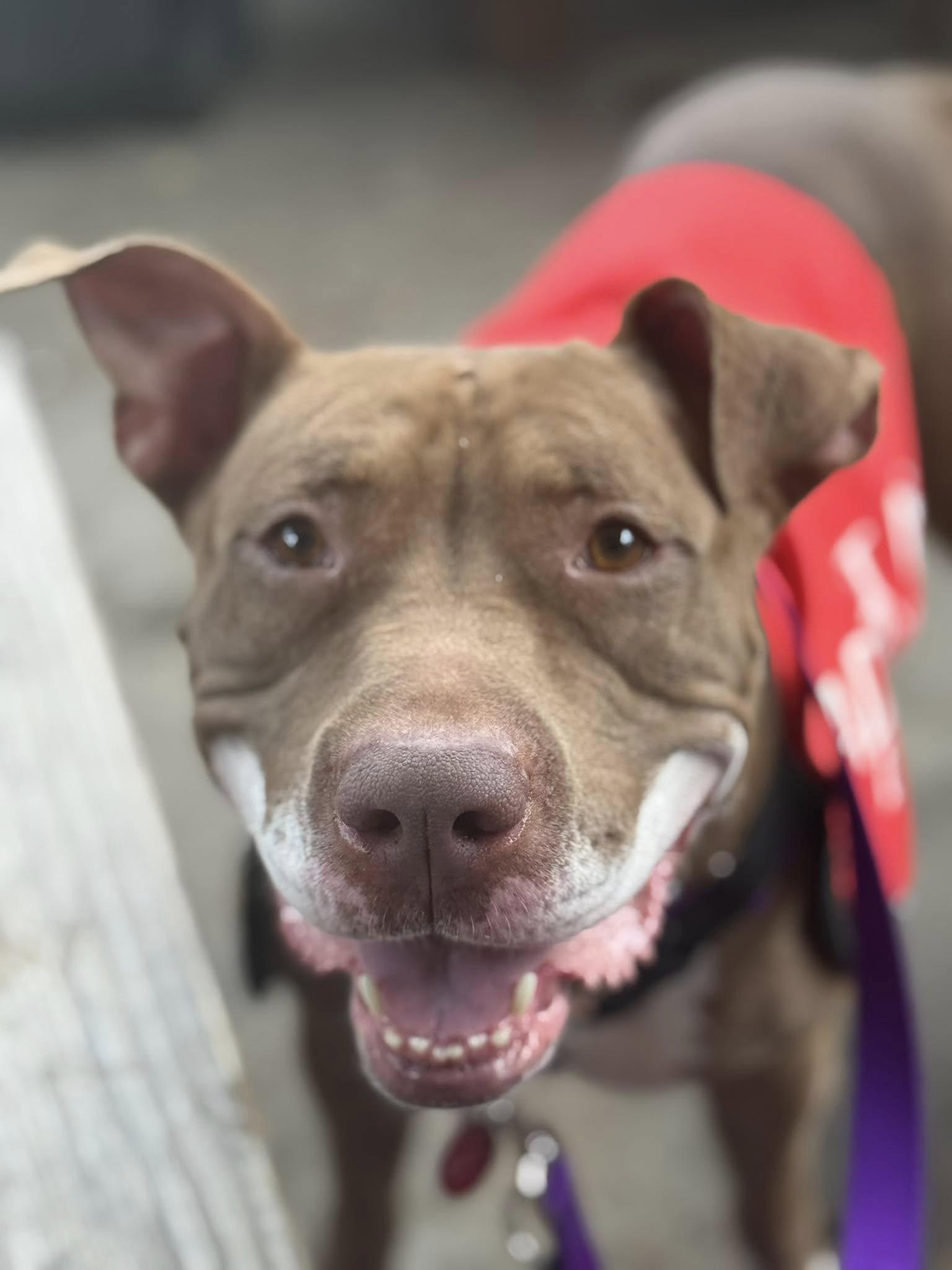 MINERVA MCGONAGALL, Adult Female Pit Bull Terrier