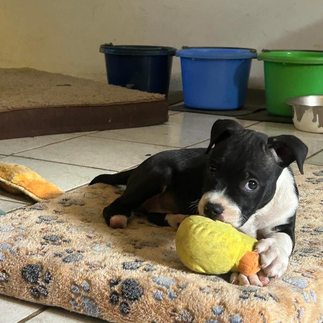 Lil Foot Louise thumbnail 2