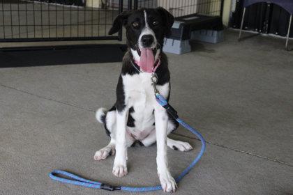 Tiny, Adoptable, Adult Female Border Collie & Mixed Breed.