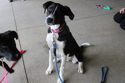 Tiny, a Adoptable mixed breed in Kansas City, MO image 2/3