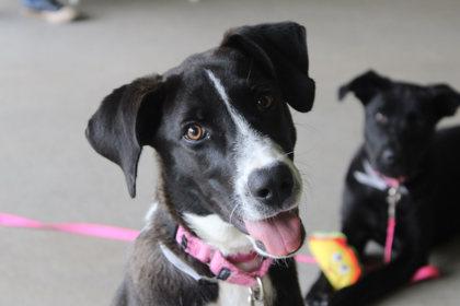 Tiny, a Adoptable mixed breed in Kansas City, MO image 3/3