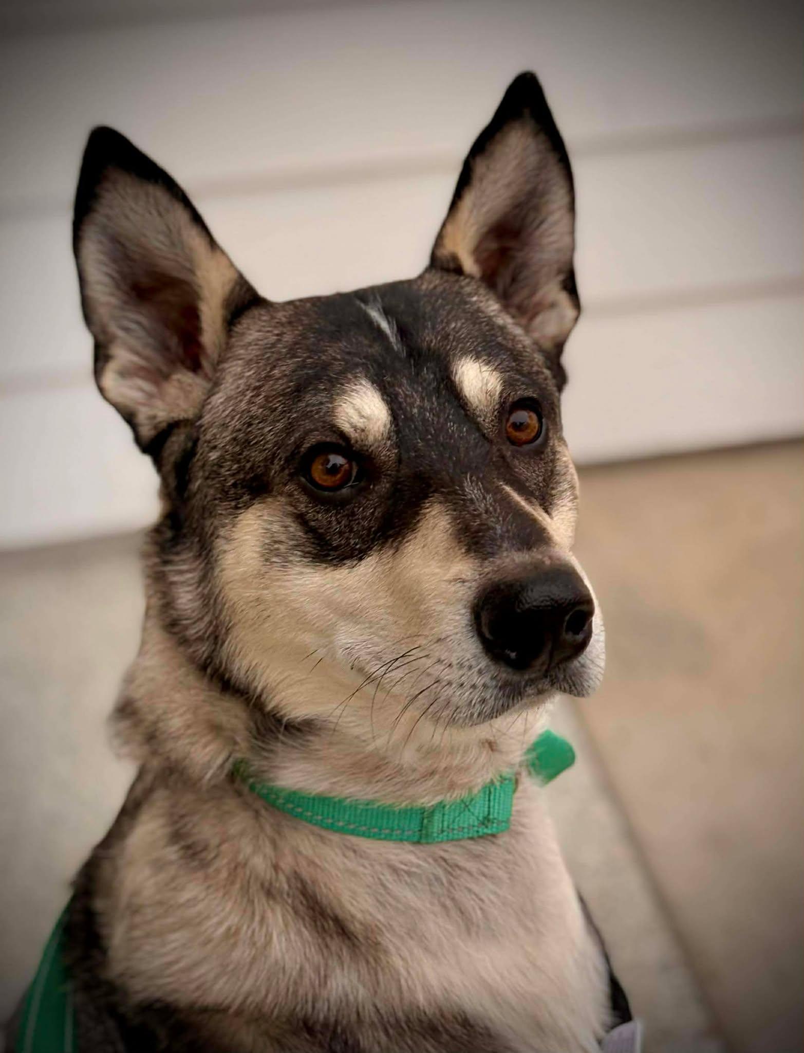 Wylie, Adopted, Young Male Husky & Shepherd.