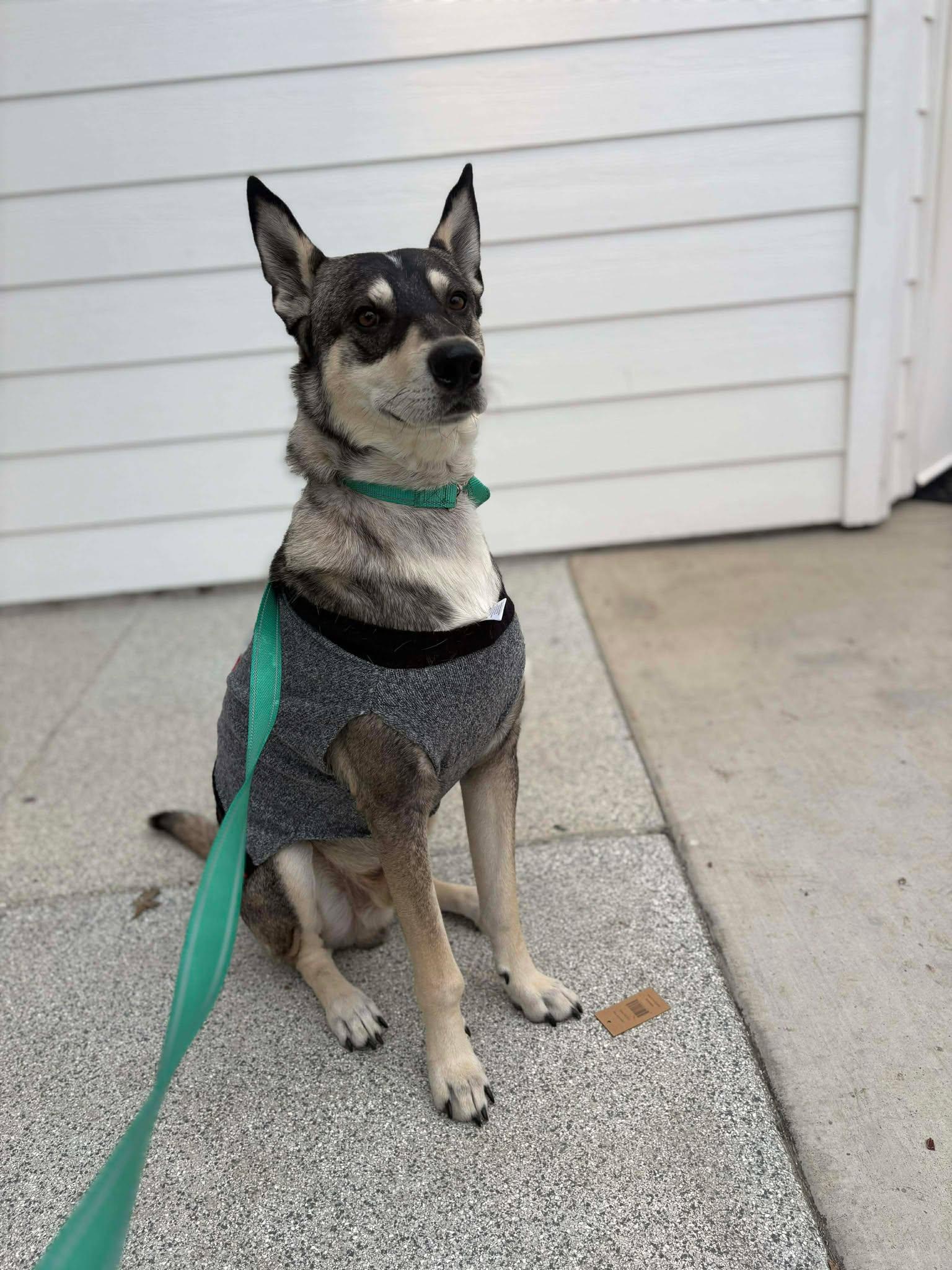 Enlarge Wylie, a Adopted mixed breed in Visalia, CA image 2/3