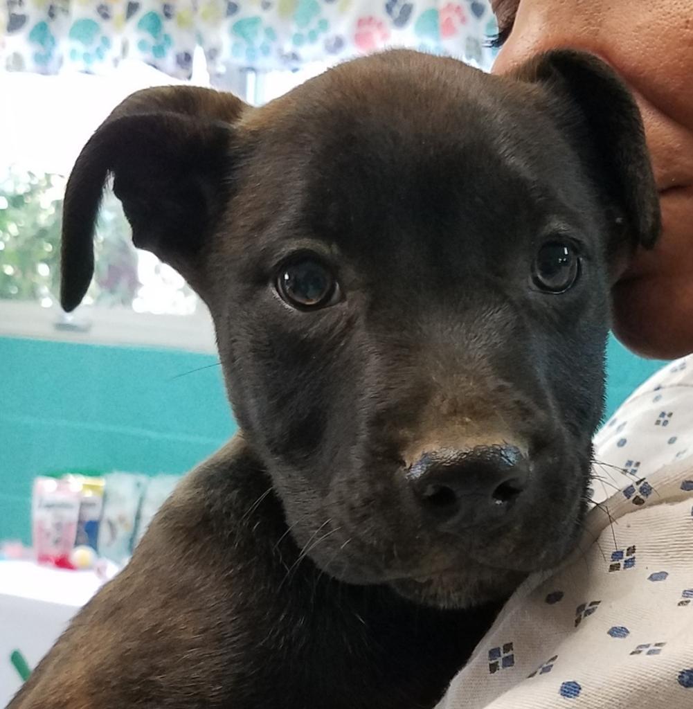 Enlarge Gidgette, a Adoptable mixed breed in Burnsville, NC image 1/6
