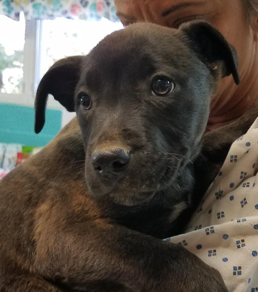 Enlarge Gidgette, a Adoptable mixed breed in Burnsville, NC image 3/6