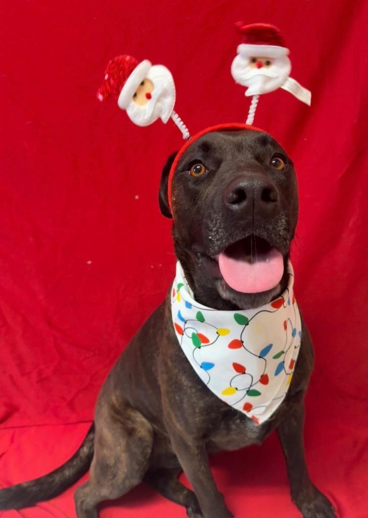 Enlarge Gidgette, a Adoptable mixed breed in Burnsville, NC image 4/6