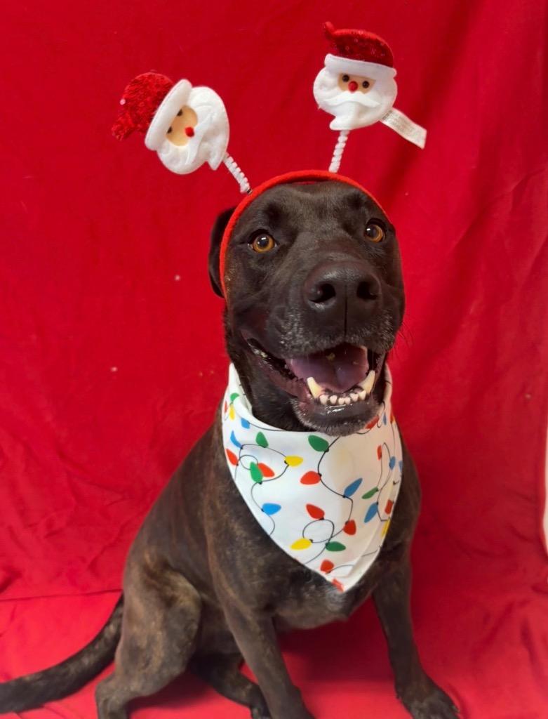 Enlarge Gidgette, a Adoptable mixed breed in Burnsville, NC image 5/6