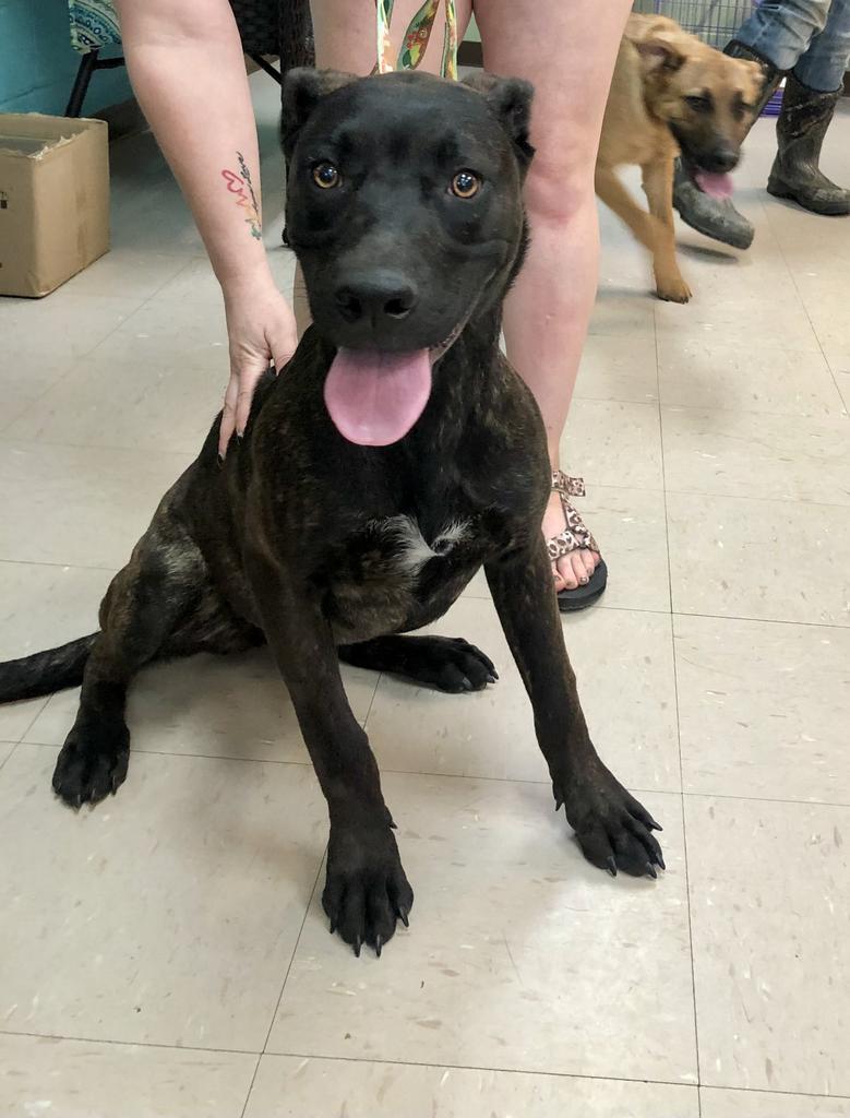 Enlarge Gidgette, a Adoptable mixed breed in Burnsville, NC image 6/6