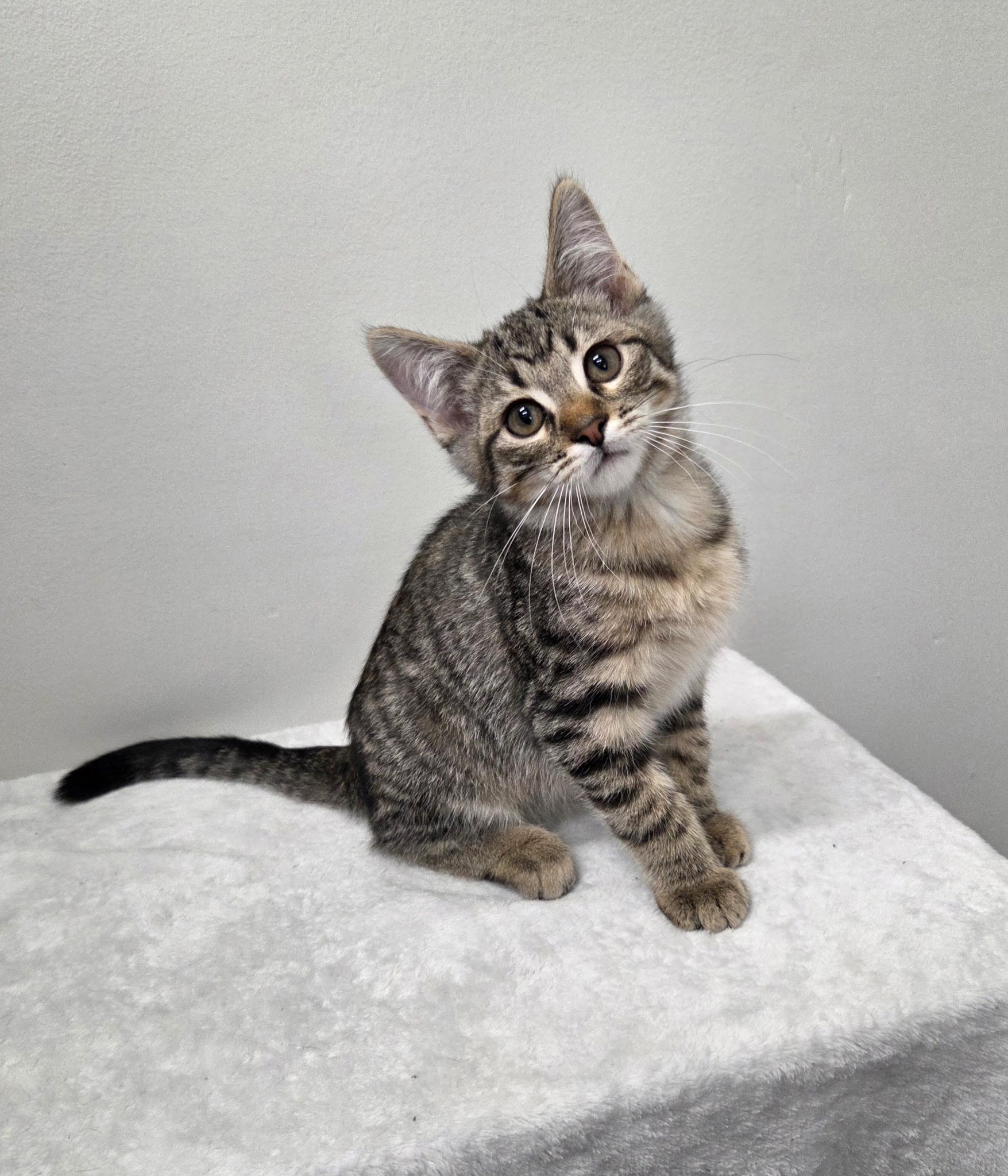 Enlarge Shaggy, a Adoptable mixed breed in High Ridge, MO image 2/3